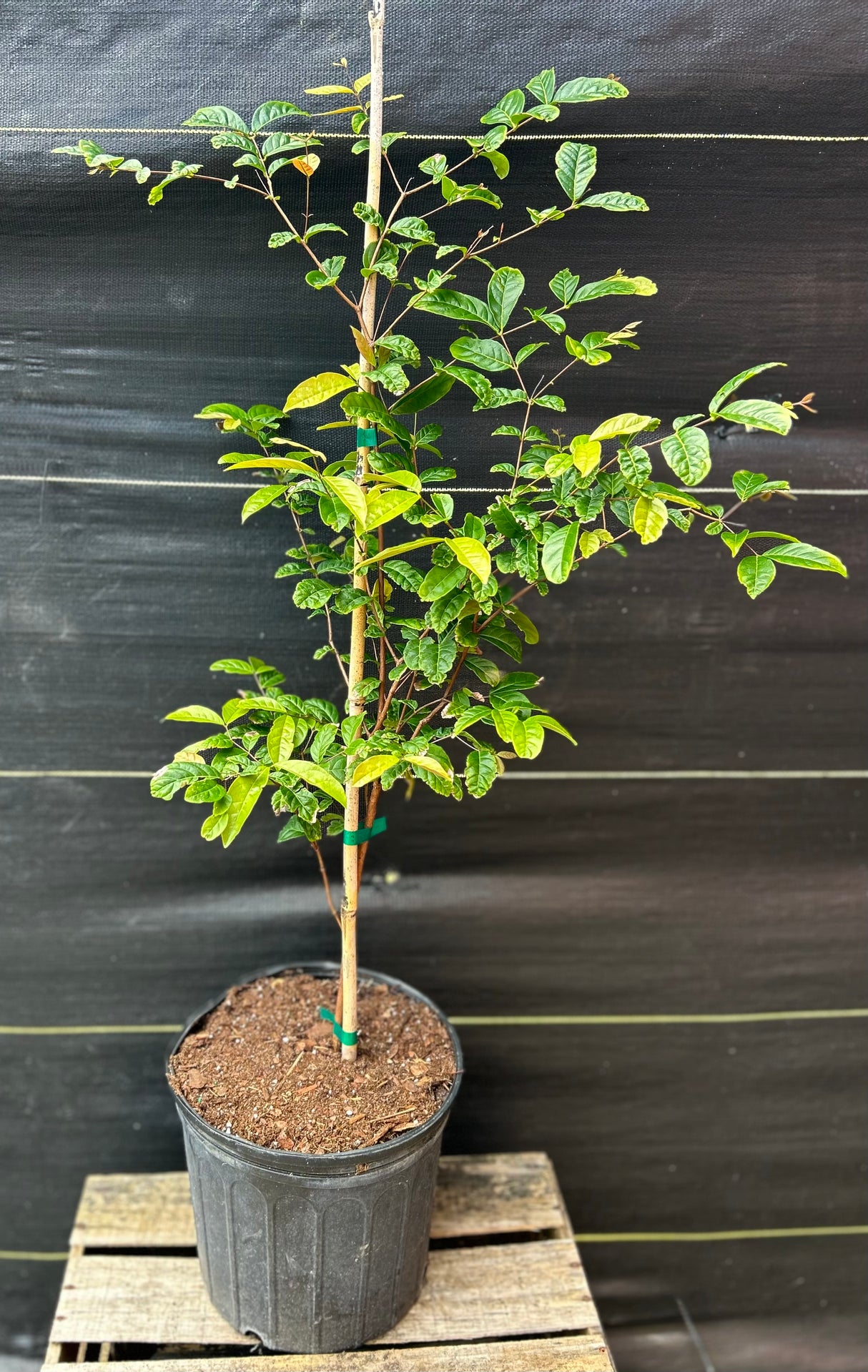 Arazá Plant