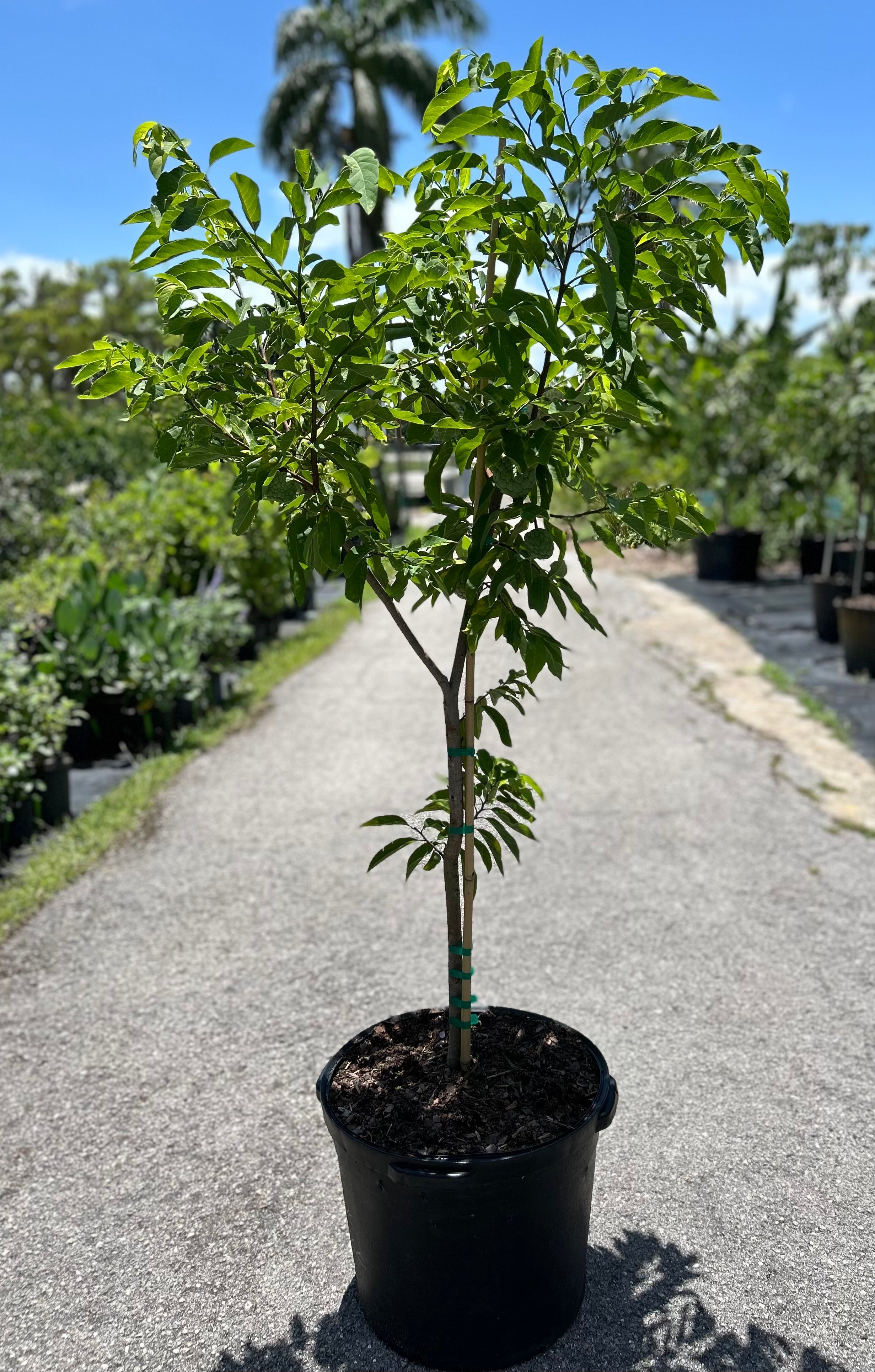 Sugar Apple Tree 'Thai Green' – Incredible Edible Landscapes