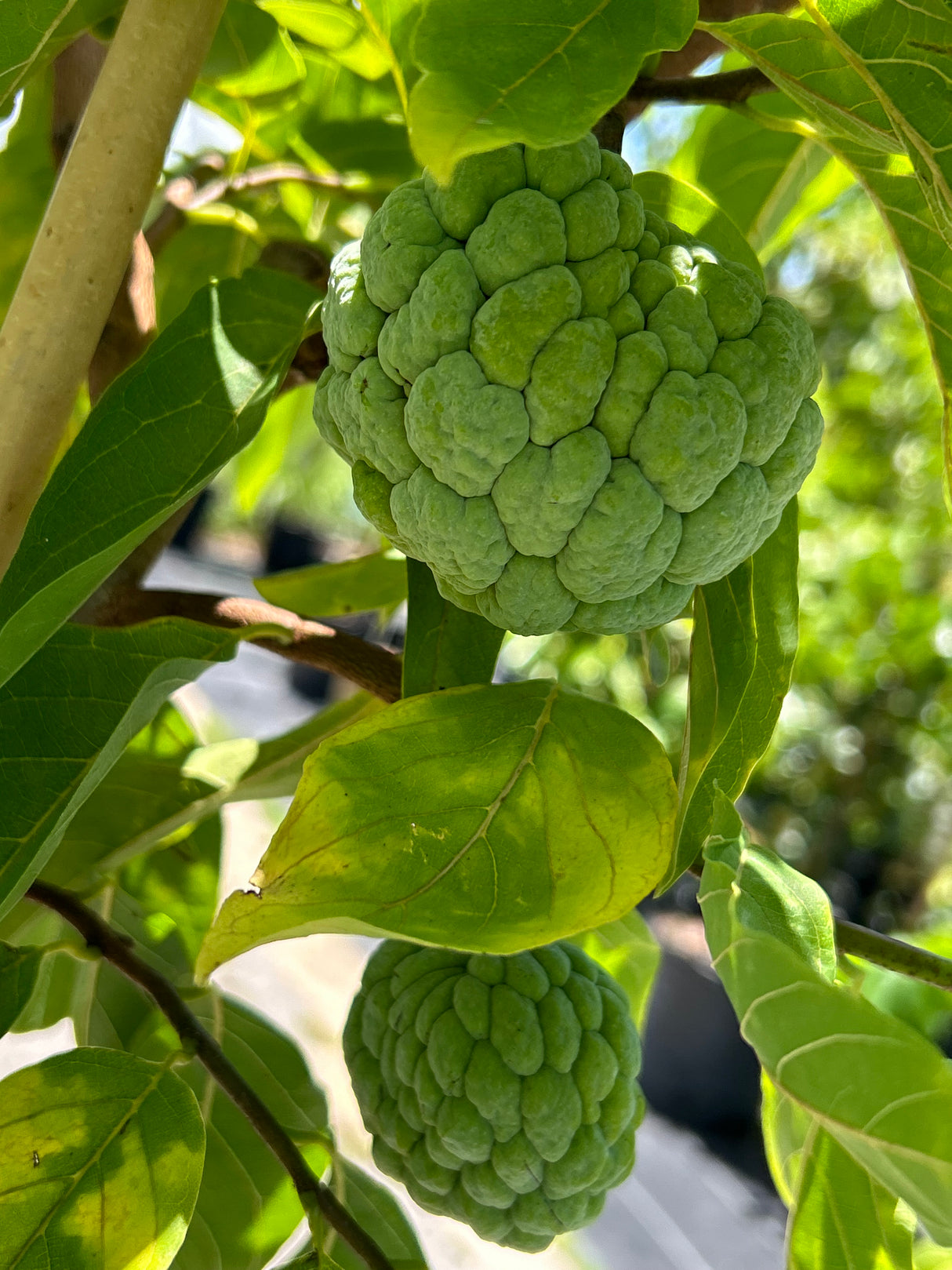 Sugar Apple Tree ‘Thai Green’