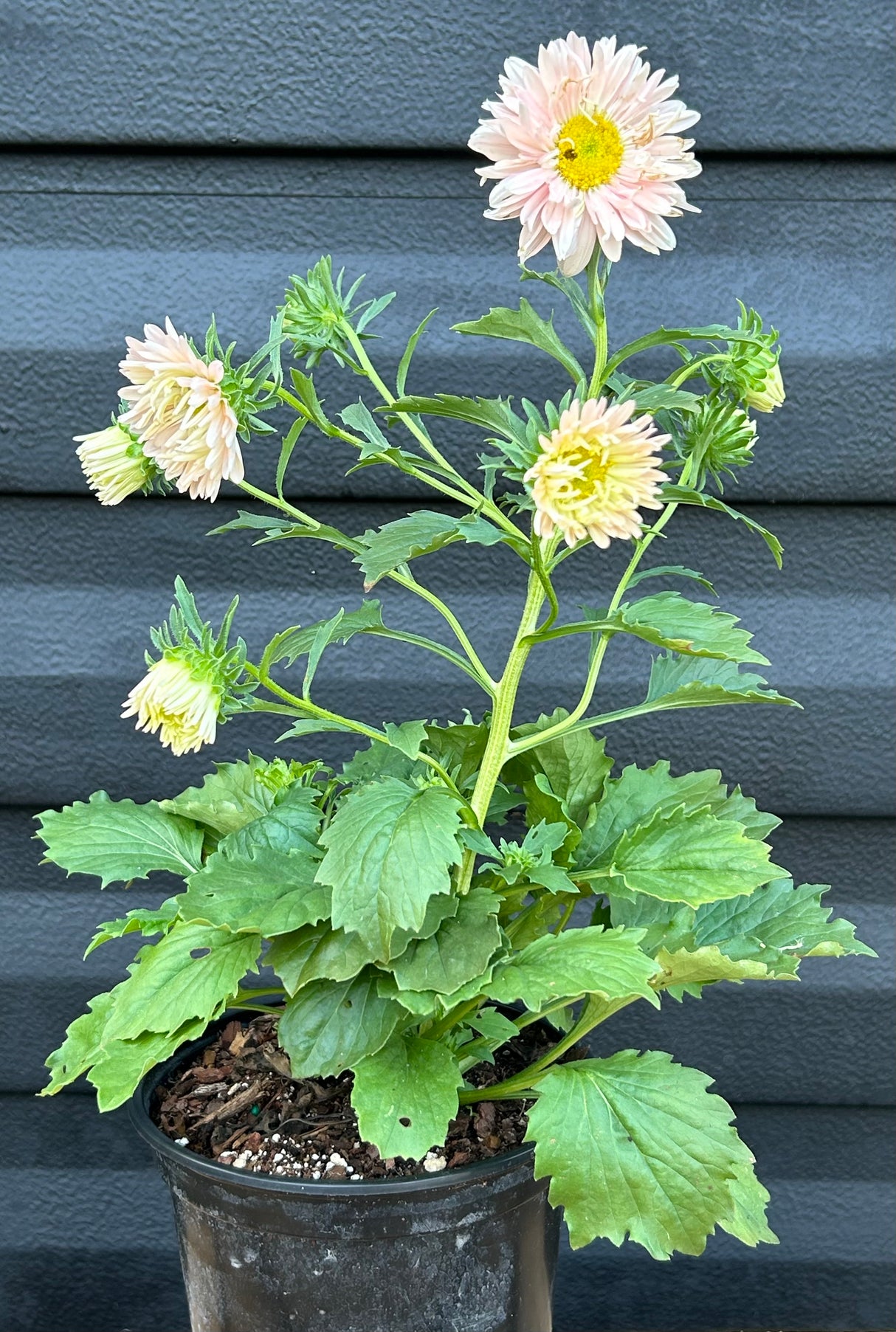 Annual Flowers - 6 inch pot