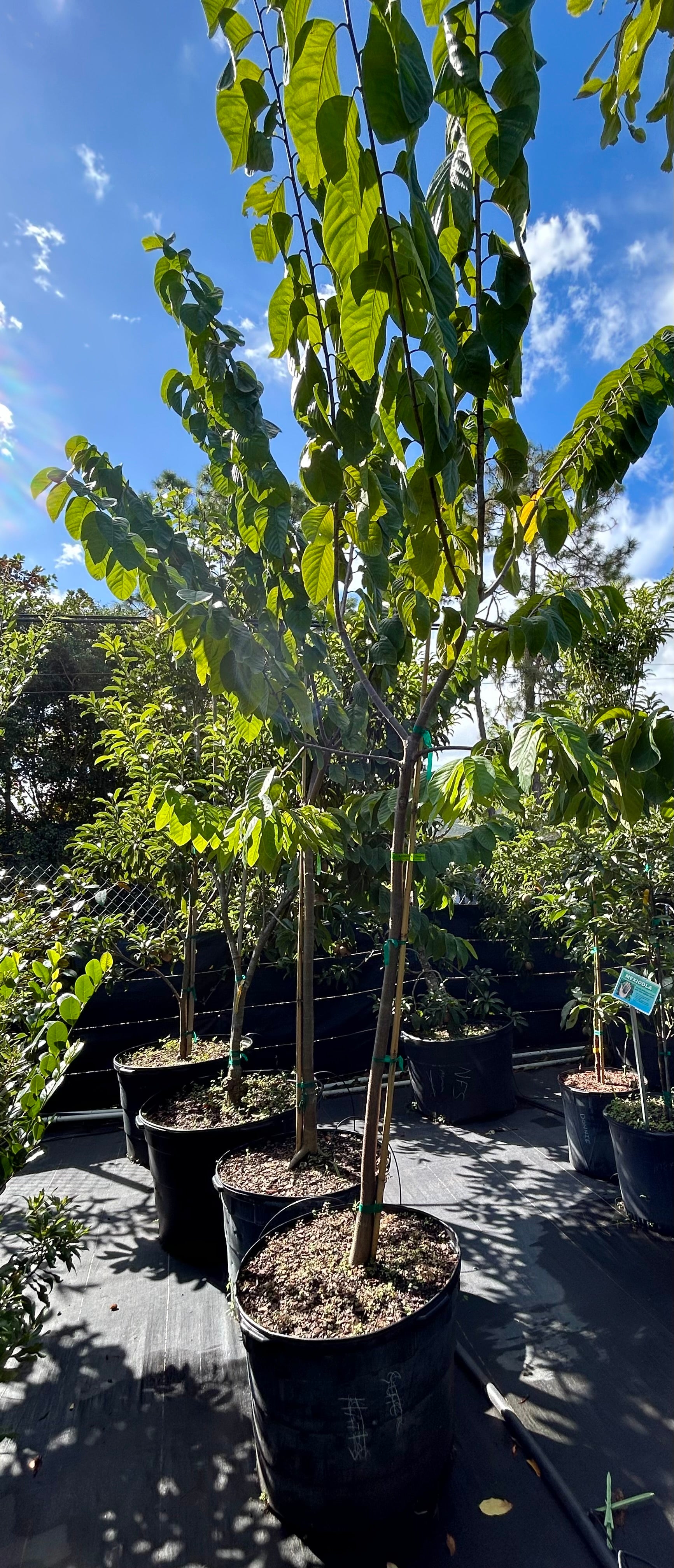 Atemoya Tree 'Geffner' – Incredible Edible Landscapes