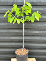 Atemoya Tree 'Dream'