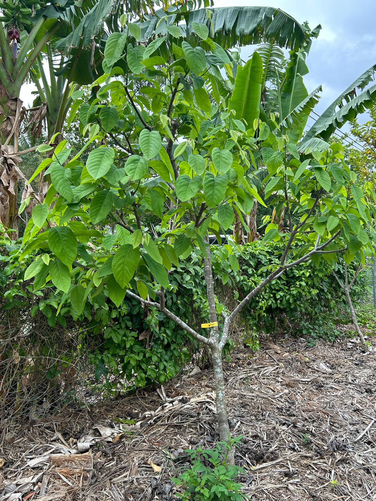Atemoya Tree 'Dream'