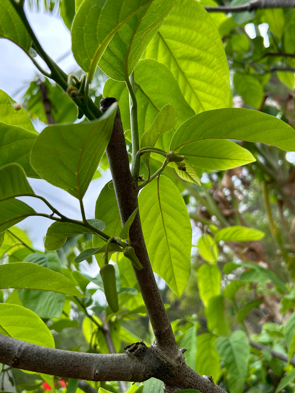 Atemoya Tree 'Priestly'