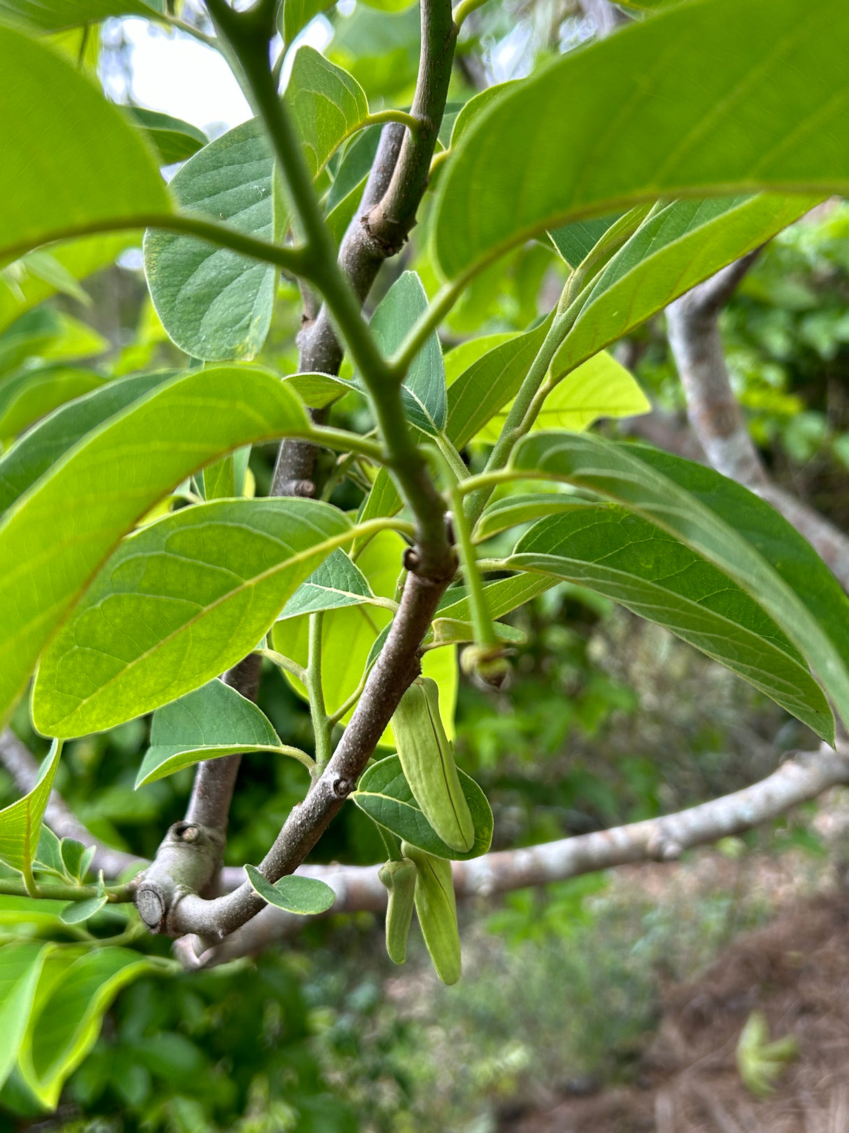 Atemoya Tree 'Priestly'