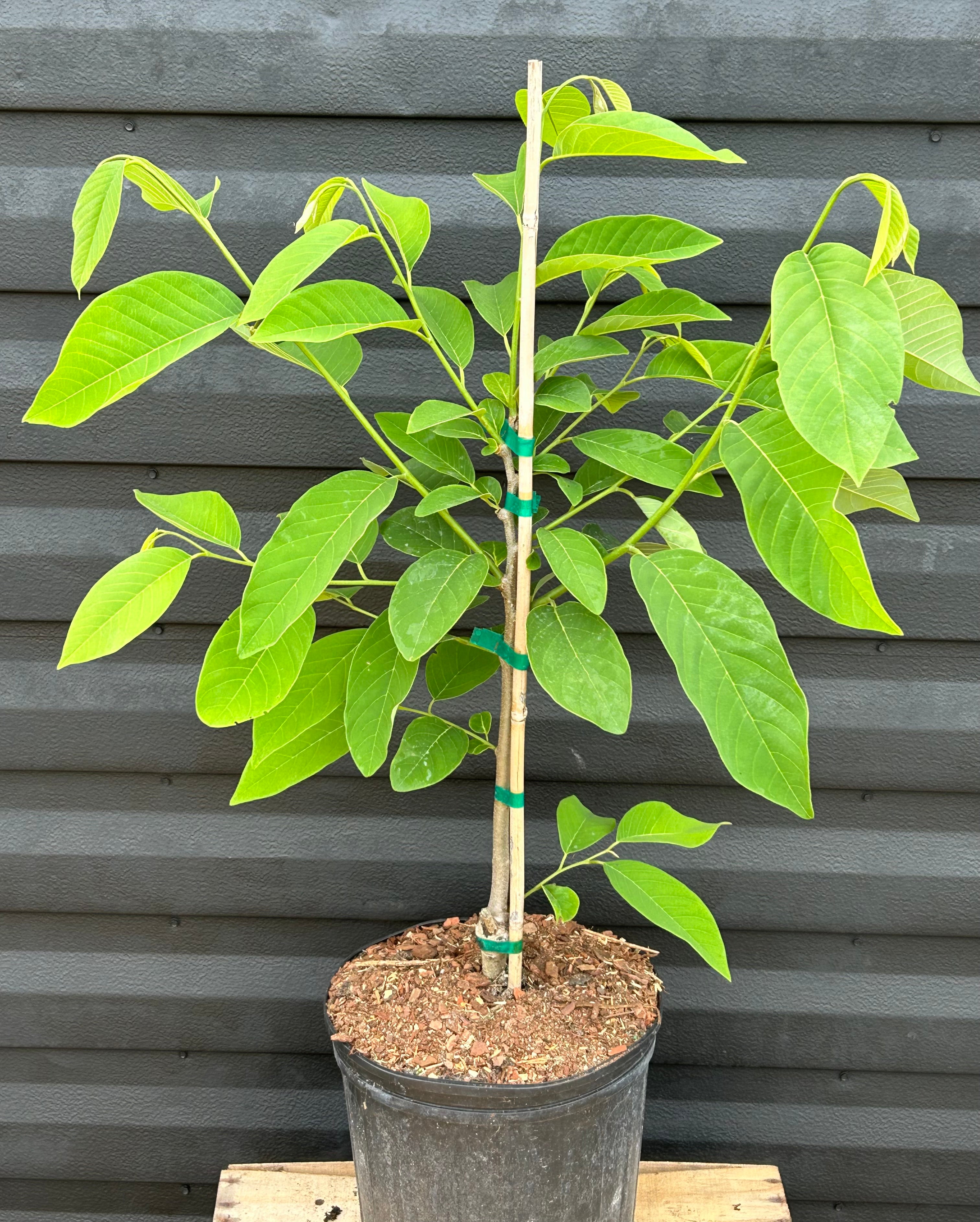 Atemoya Tree 'Geffner' – Incredible Edible Landscapes