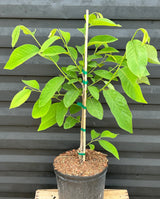Atemoya Tree 'Priestly'