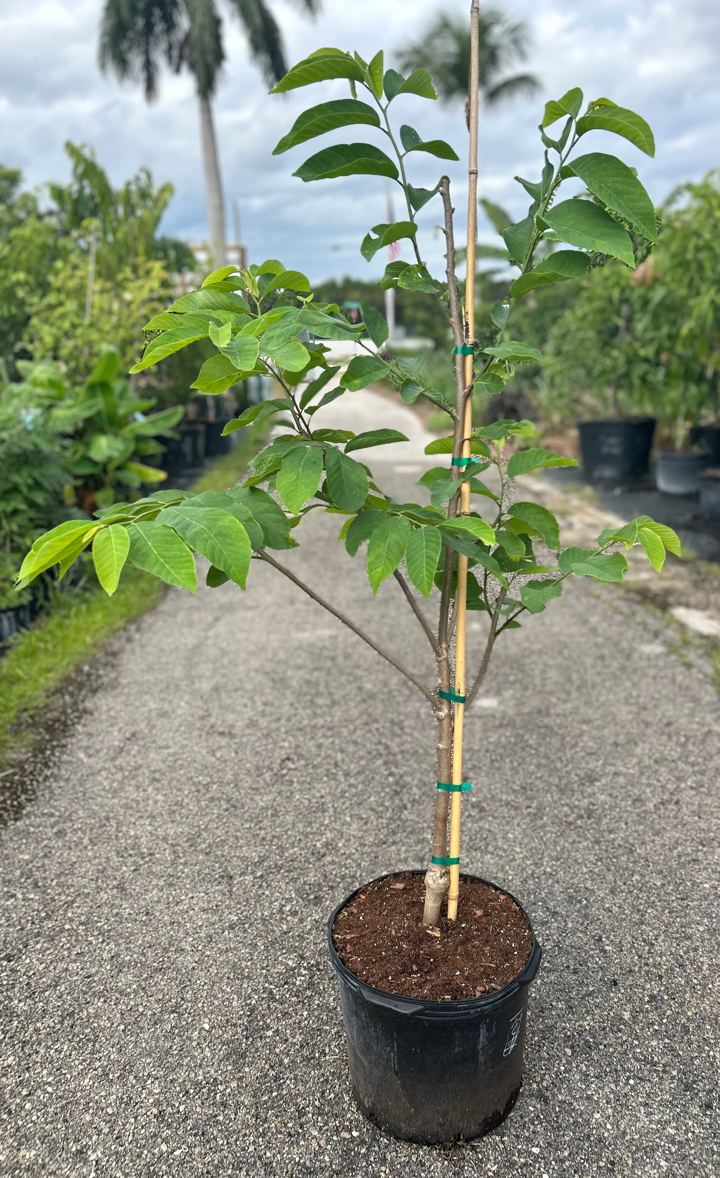 落葉樹 endoman. Atemoya Tree 'Geffner' – Incredible Edible Landscapes