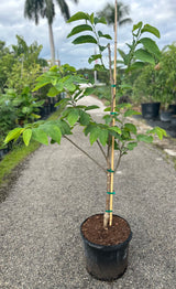 Atemoya Tree 'Page'