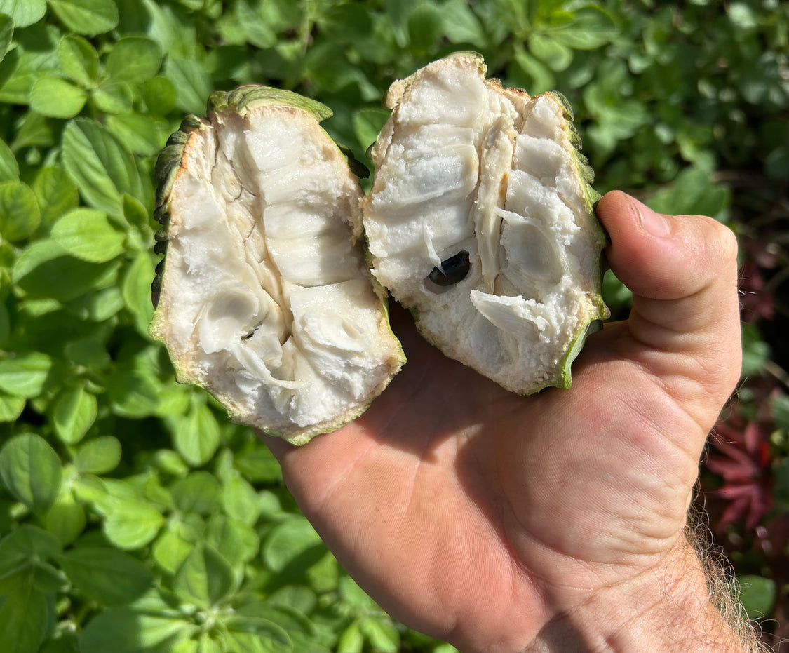 Atemoya Tree 'Geffner' – Incredible Edible Landscapes
