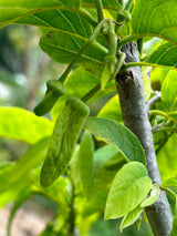 Atemoya Tree 'Priestly'