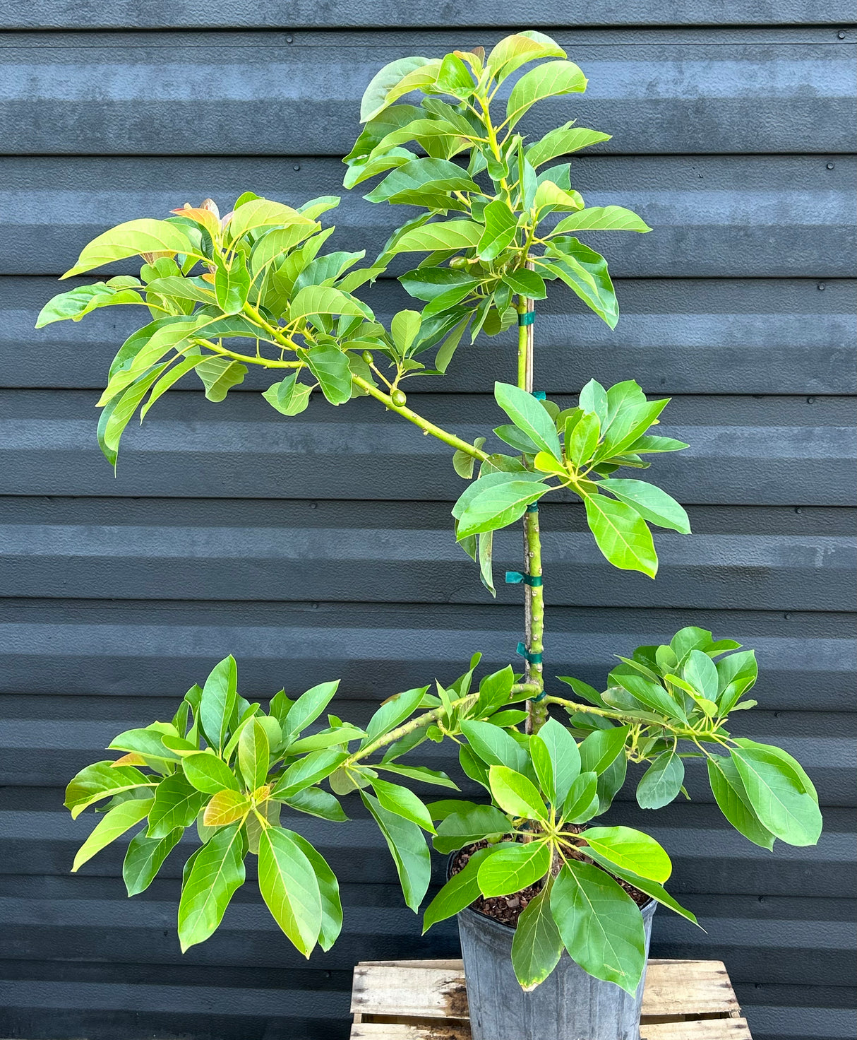 Avocado Tree ‘Fantastic’