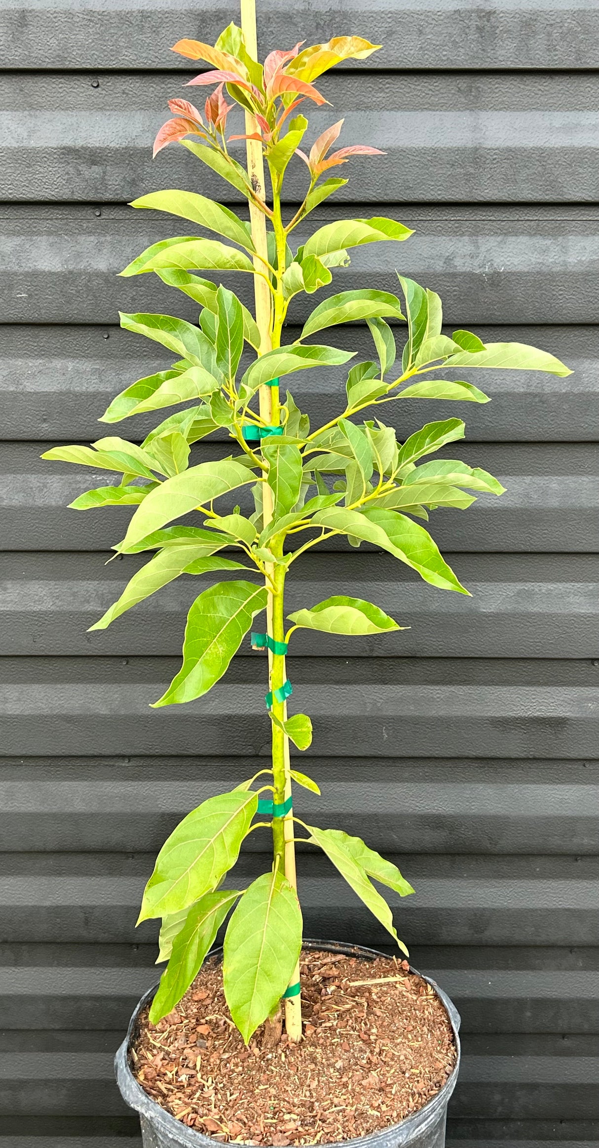 Avocado Tree ‘Nishikawa’