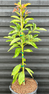 Avocado Tree ‘Nishikawa’