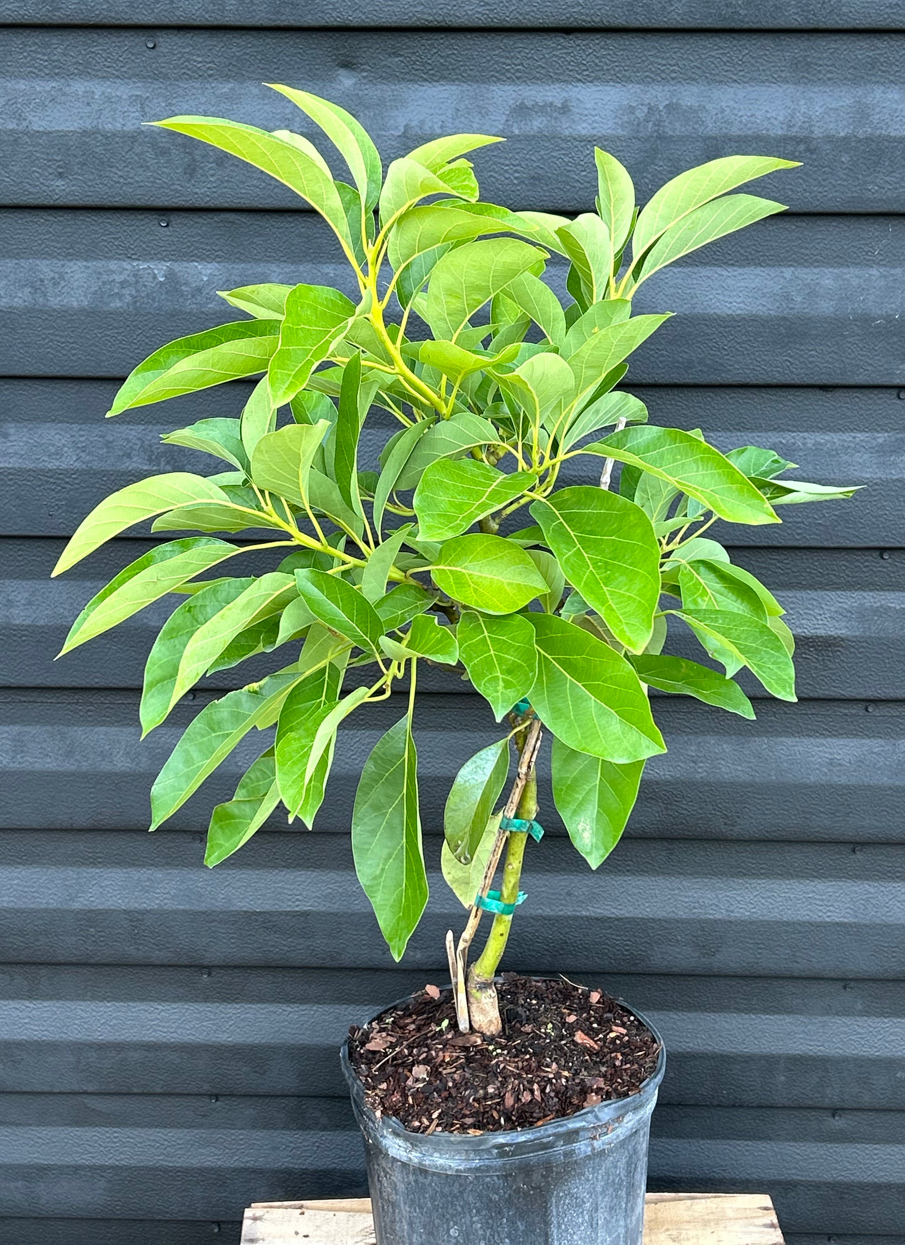 3 Cuttings Of Very Rare Mexicola Grande Avocado - Cold Hardy, Easy To Grow