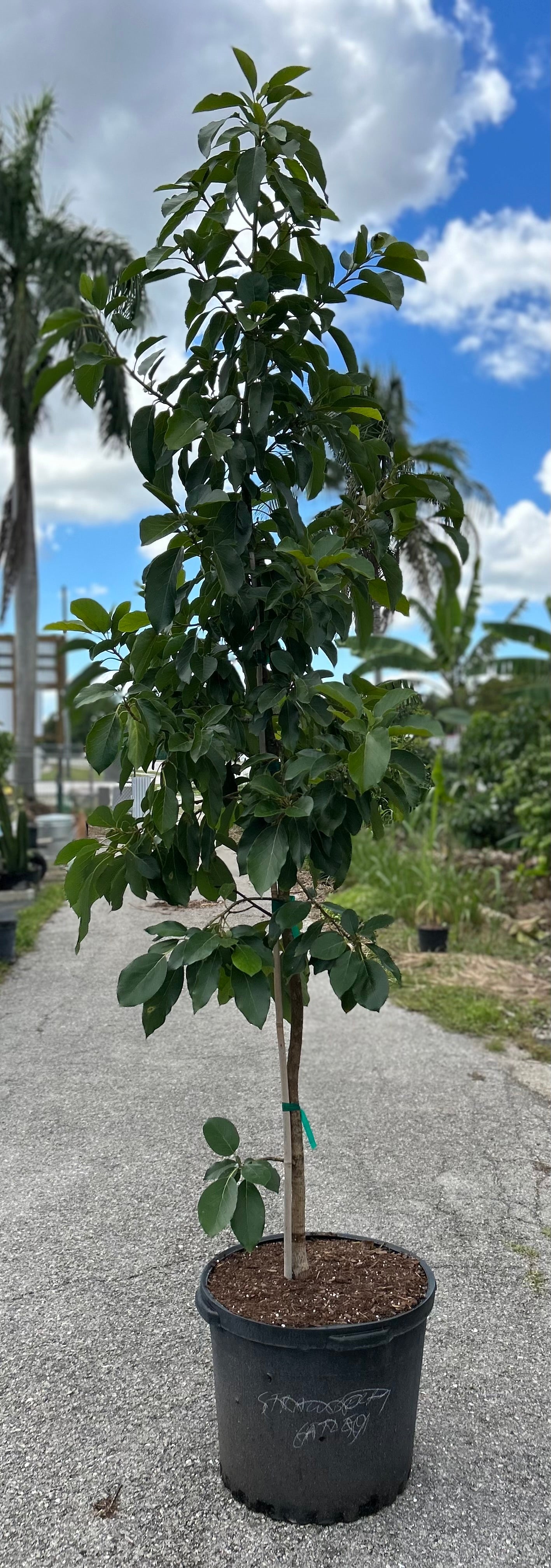 pot size for avocado plant Avocado Tree 'Fantastic' – Incredible Edible Landscapes