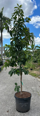 Avocado Tree ‘Lula’