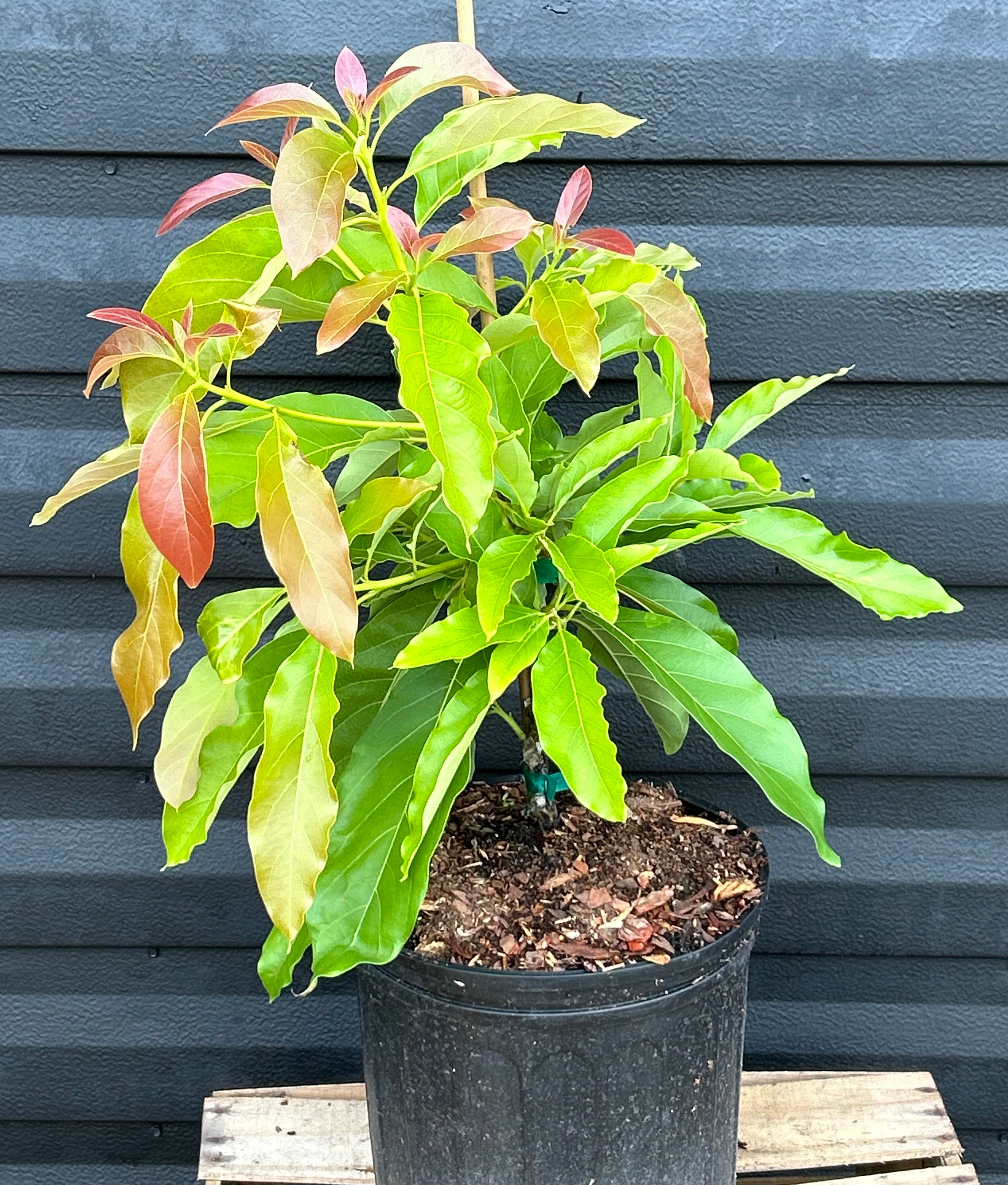 Avocado Tree 'Choquette' – Incredible Edible Landscapes