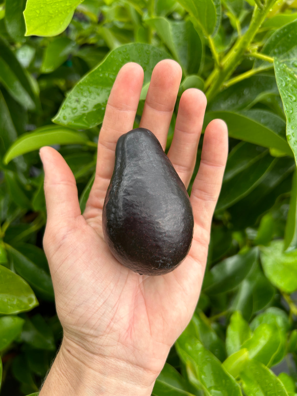 Avocado Tree ‘Mexicola’