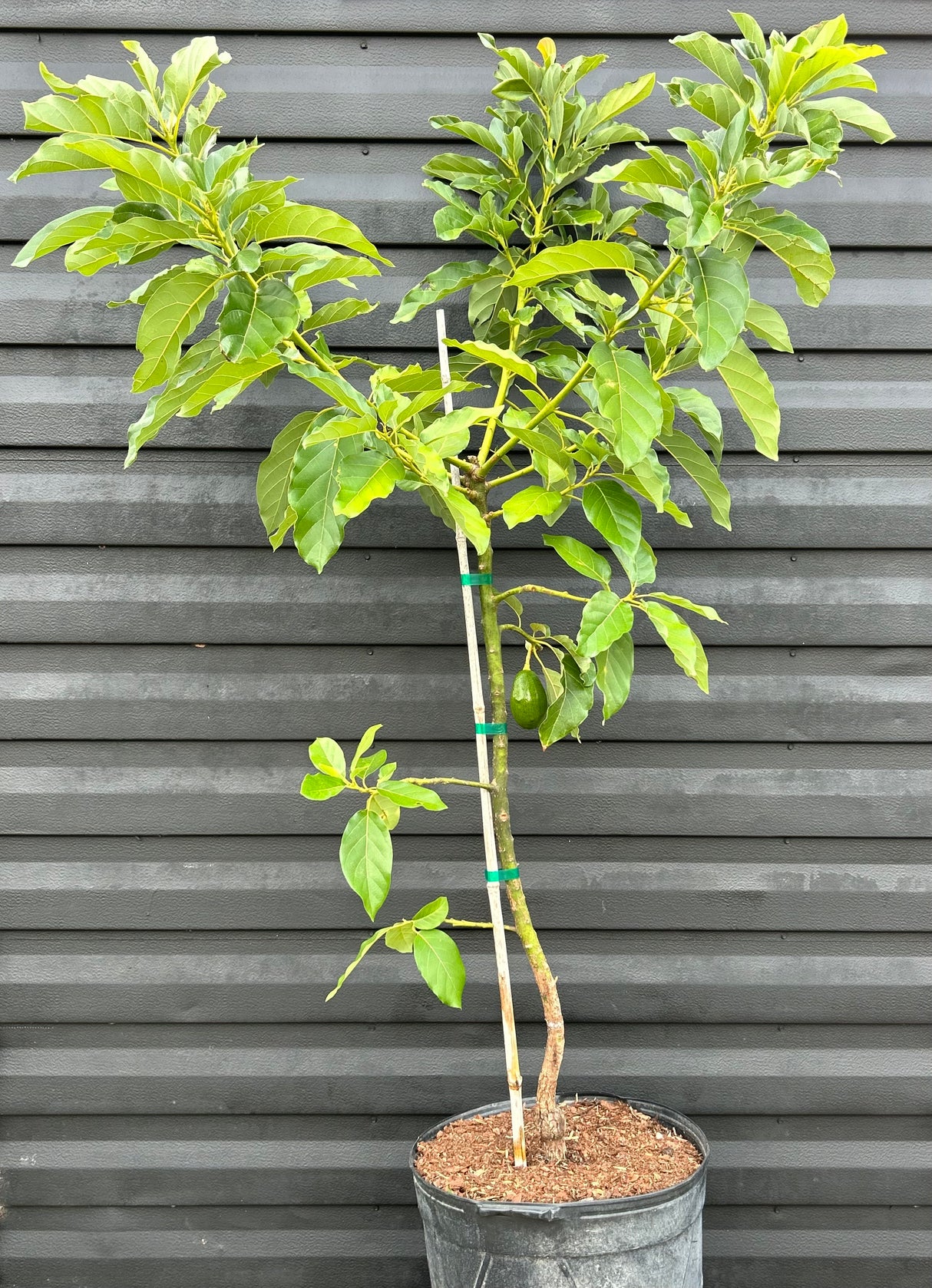 Avocado Tree ‘Bacon’