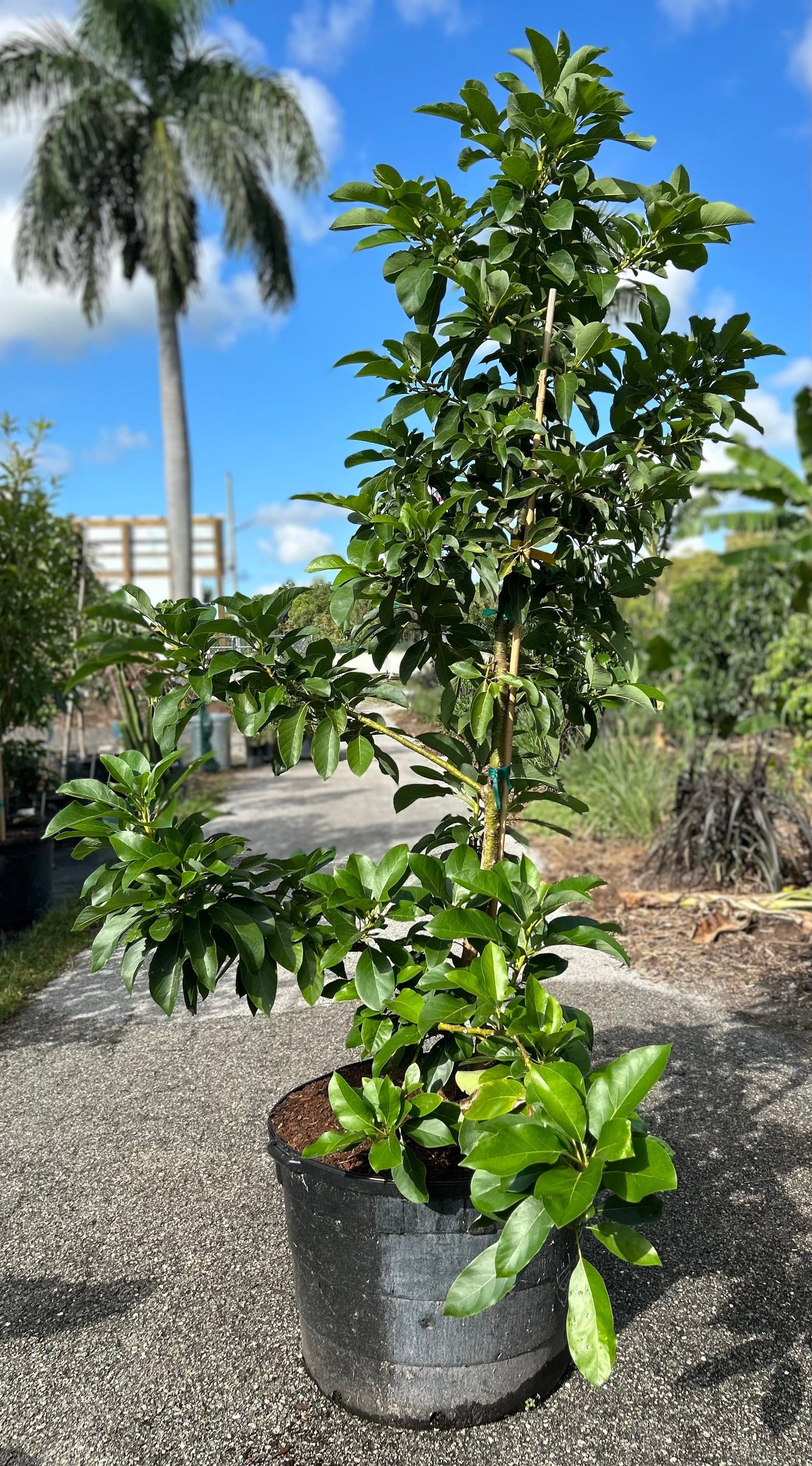 pot size for avocado plant Avocado Tree 'Fantastic' – Incredible Edible Landscapes
