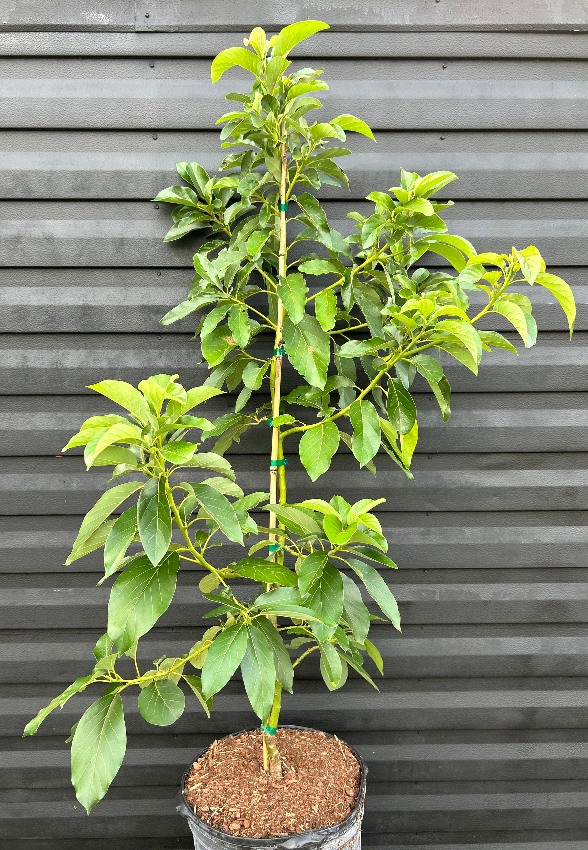 planting avocado tree in a pot Avocado Tree 'Fantastic' – Incredible Edible Landscapes