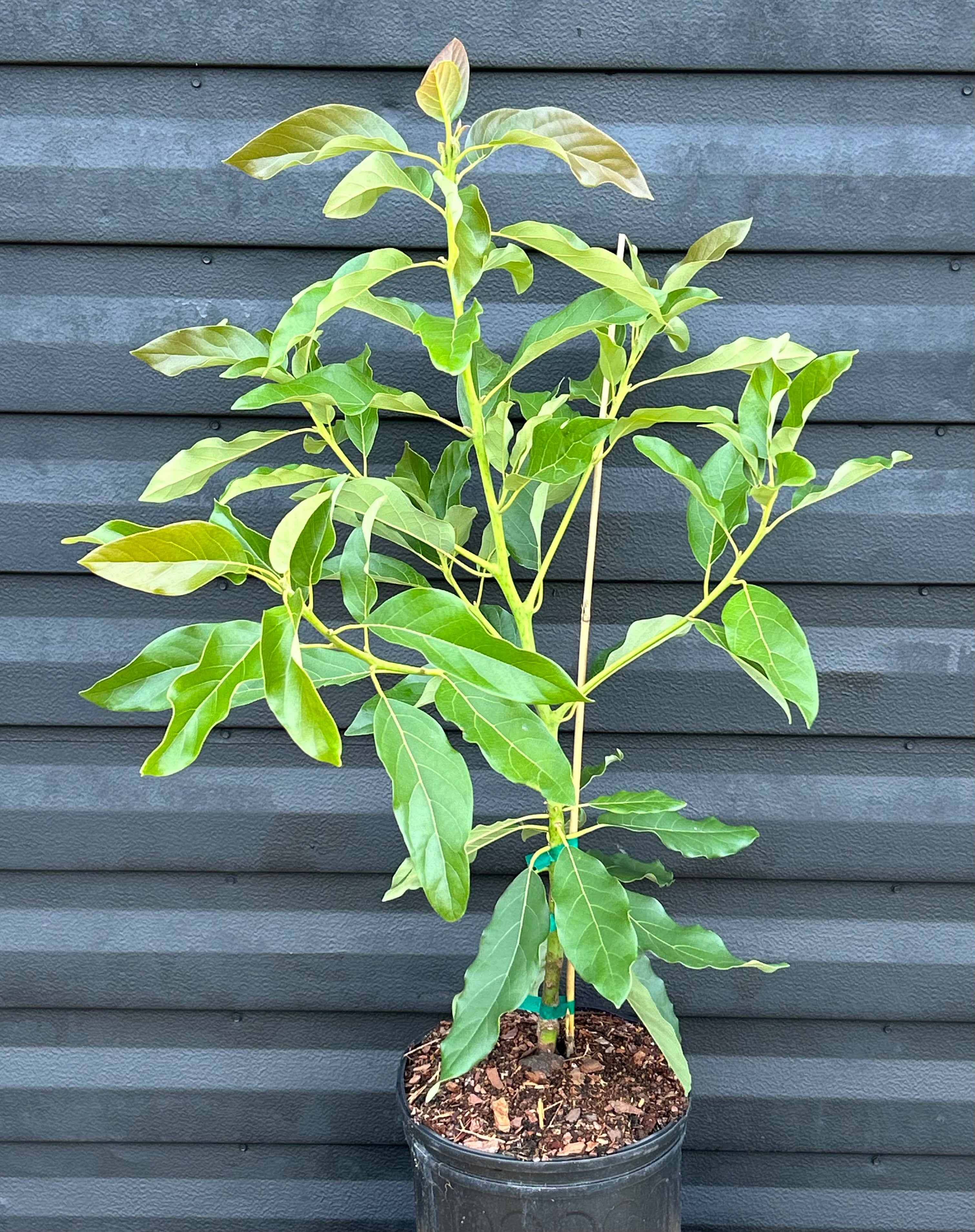 Avocado Tree 'Super Hass' or 'Ooh La La' – Incredible Edible