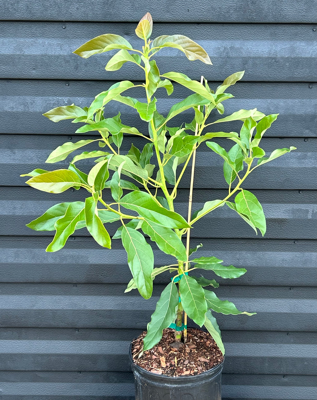 Avocado Tree ‘Thomson Red’