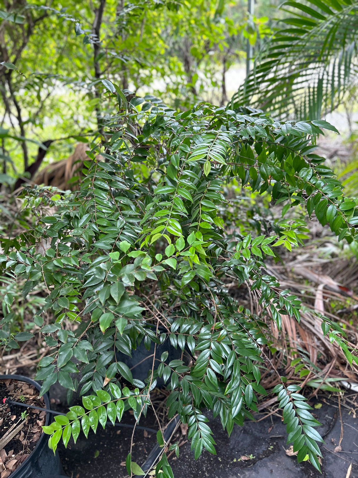 Beach Cambuca (Myrciaria strigipes)