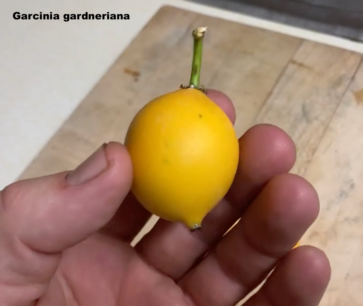 Bacupari (Garcinia gardneriana)