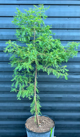Bald Cypress