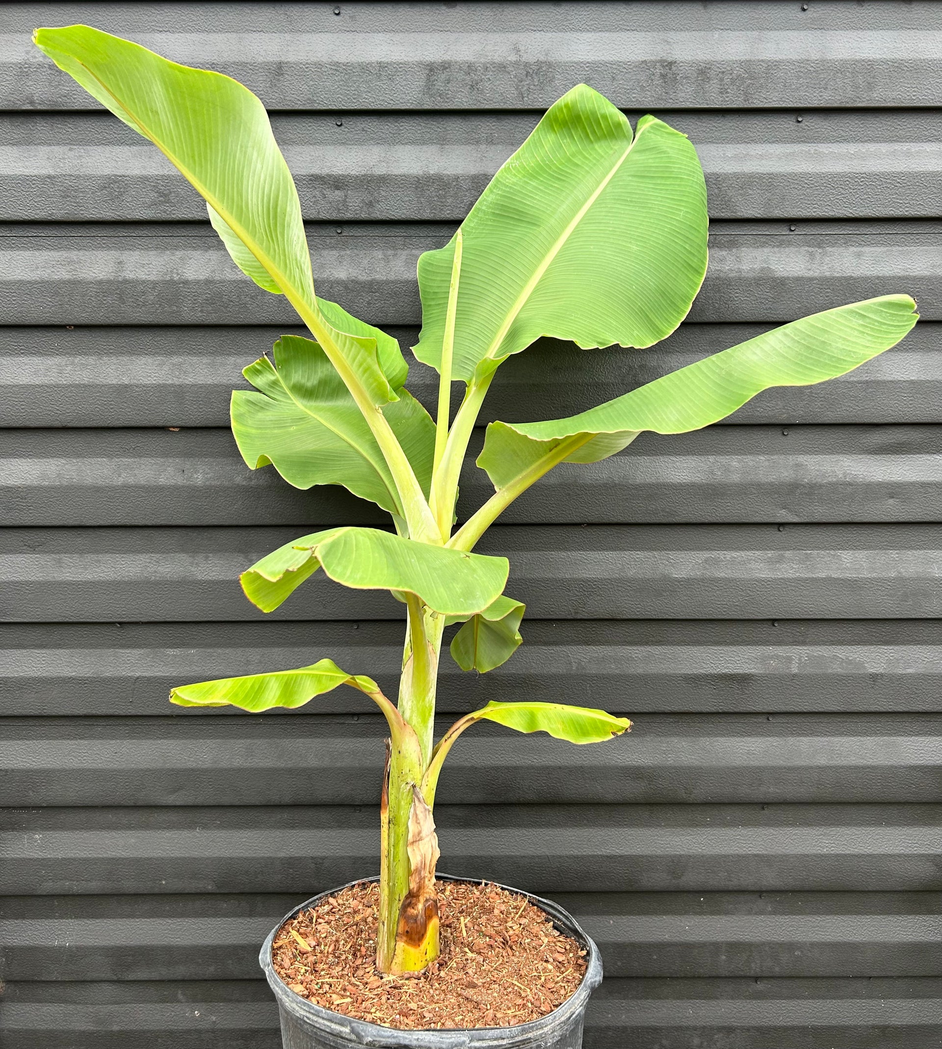 Banana Plant 'Dwarf Red' – Incredible Edible Landscapes