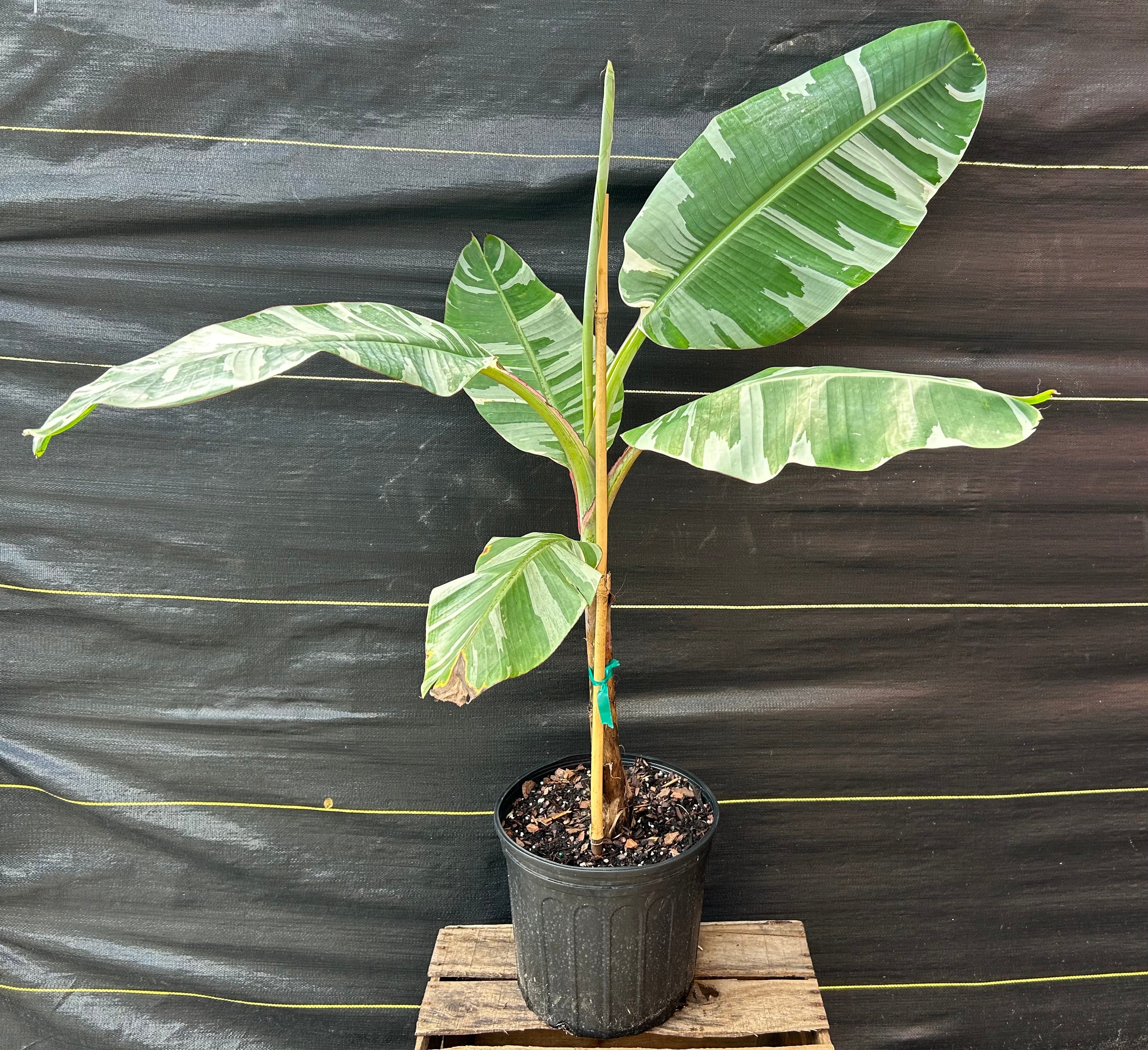 その他観葉植物 Musa Florida variegated Musa 
