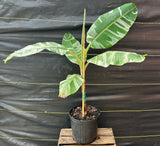 Banana - Musa ‘Florida‘ (variegated)