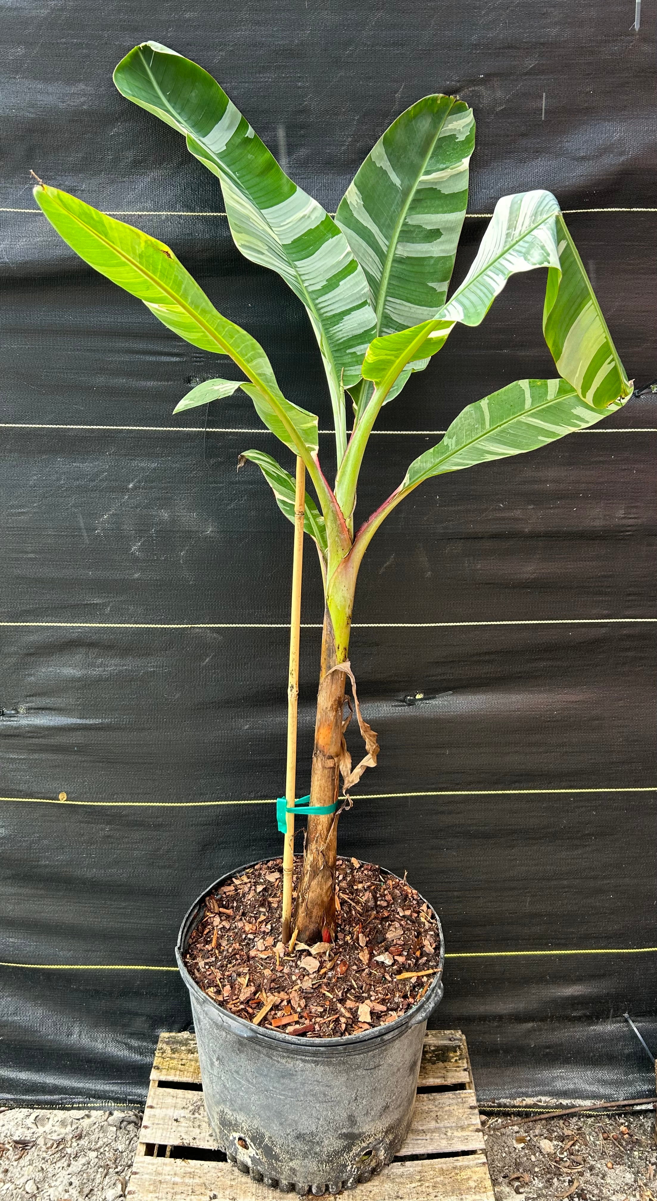 Banana - Musa 'Florida' (variegated) – Incredible Edible Landscapes