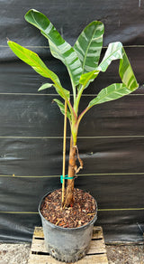 Banana - Musa ‘Florida‘ (variegated)