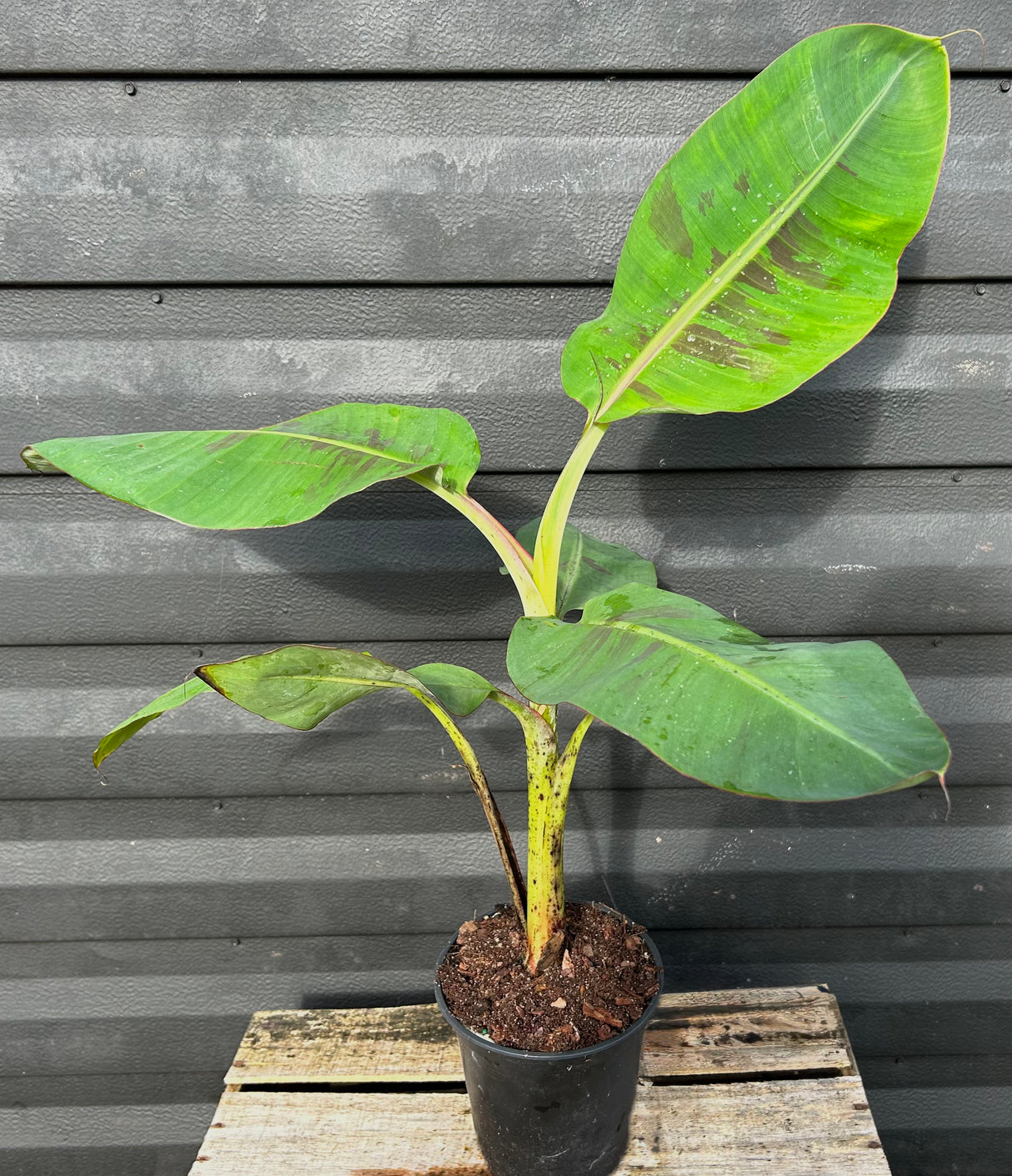 Banana Plant 'Mona Lisa' (FHIA-02)