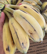 Banana Plant 'Blue Java'