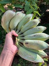 Banana Plant 'Blue Java'