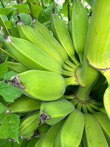 Banana Plant 'Dwarf Orinoco'