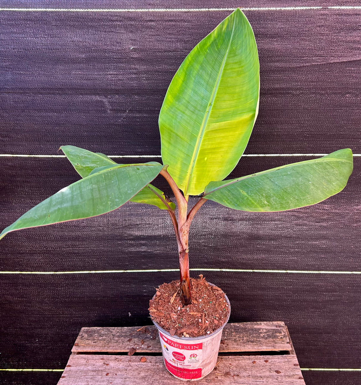Banana Plant 'Dwarf Red'