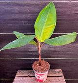 Banana Plant 'Dwarf Red'