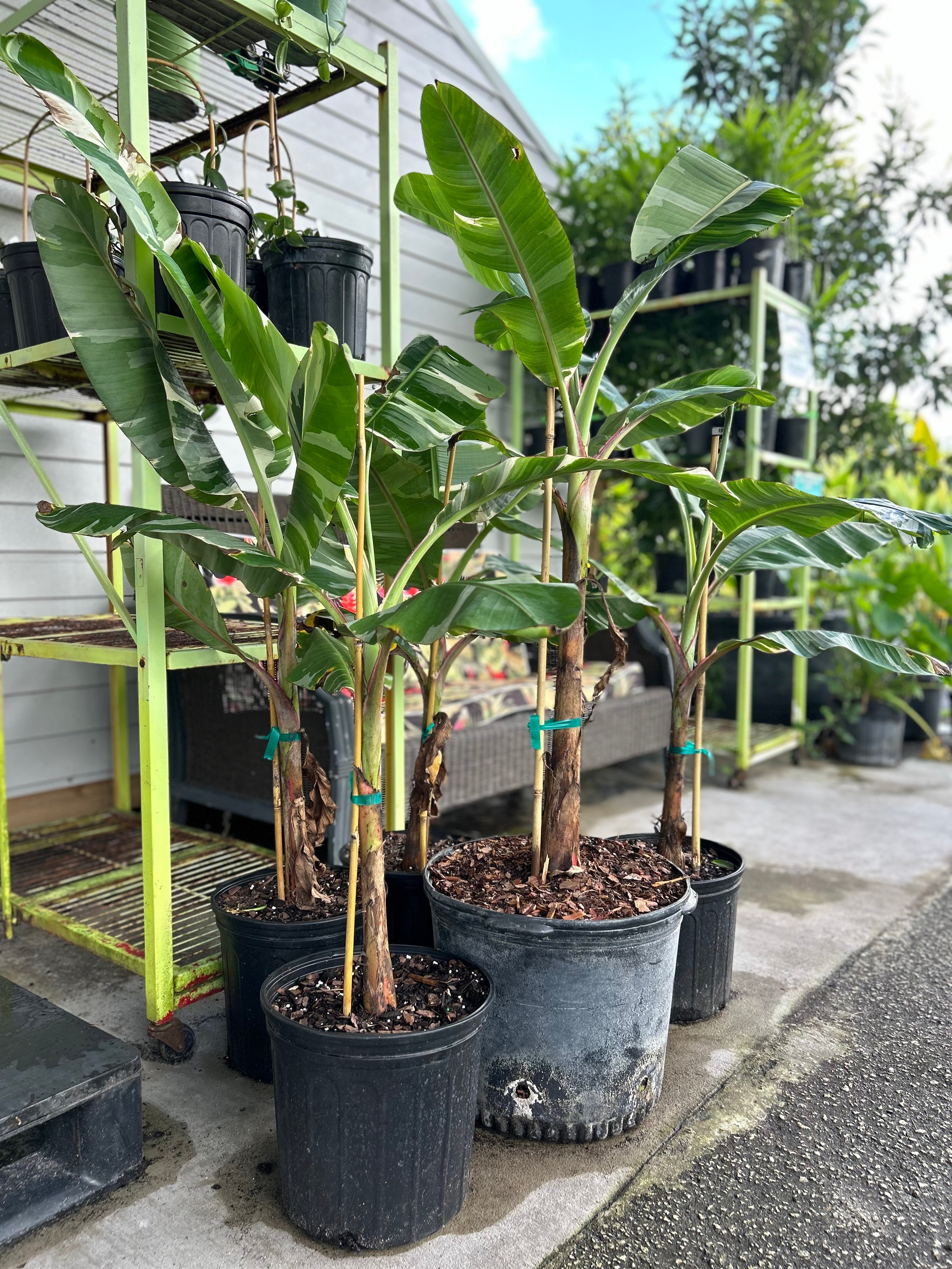 Banana - Musa 'Florida' (variegated) – Incredible Edible Landscapes