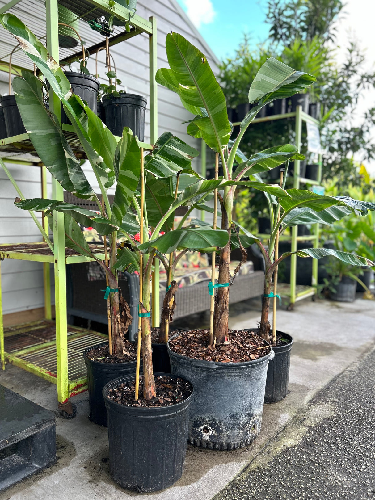 Banana - Musa ‘Florida‘ (variegated)