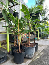 Banana - Musa ‘Florida‘ (variegated)