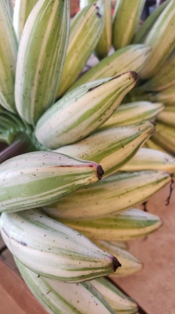 Banana - Musa ‘Florida‘ (variegated)