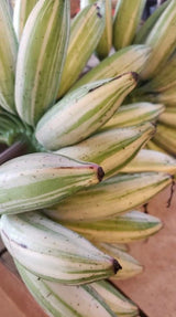Banana - Musa ‘Florida‘ (variegated)