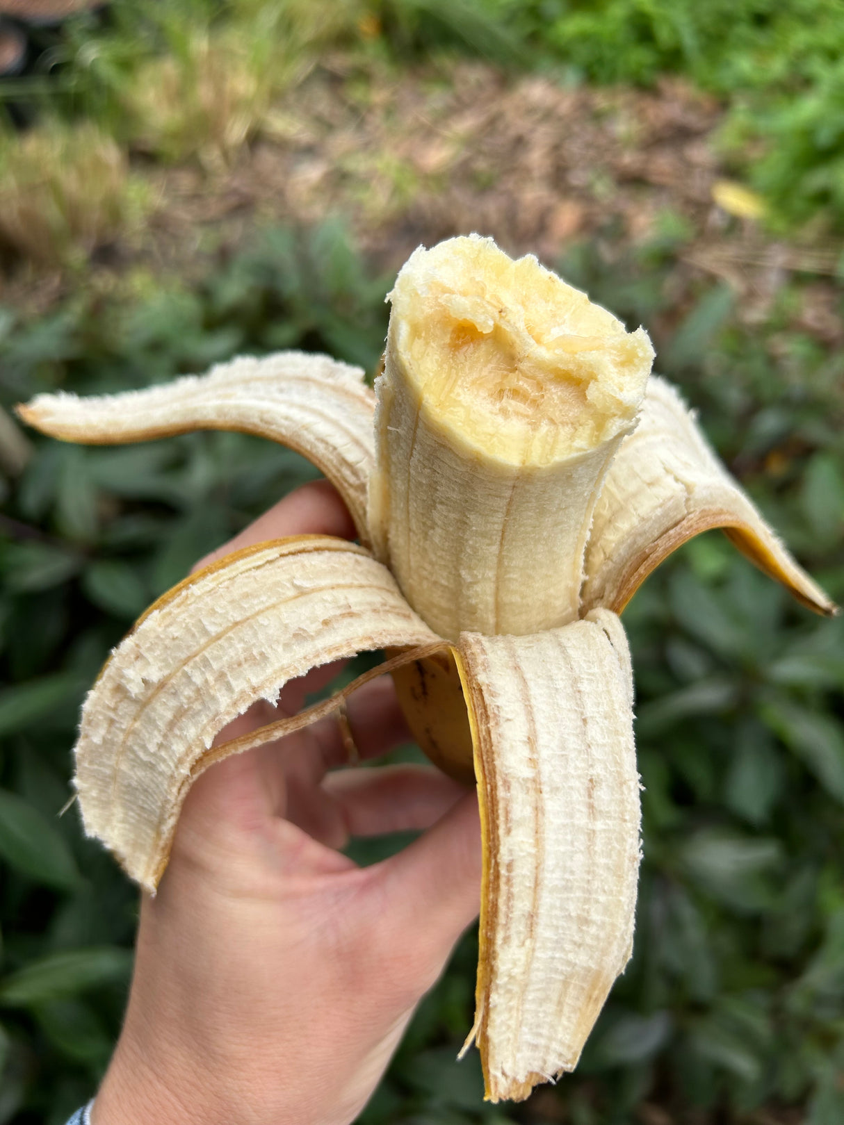 Banana Plant 'High Noon' SH-3640