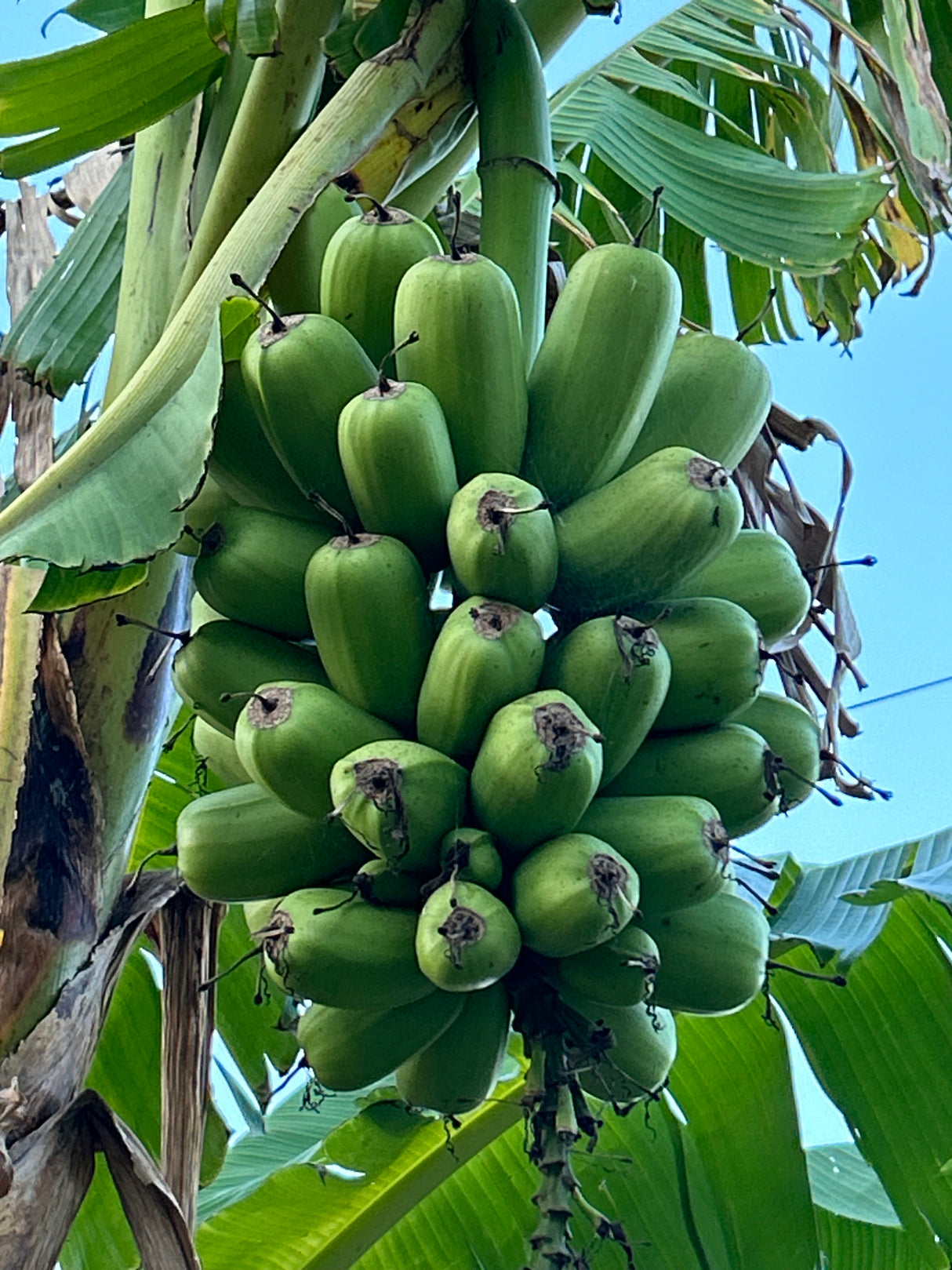 Plantain Plant  'Hua Moa'