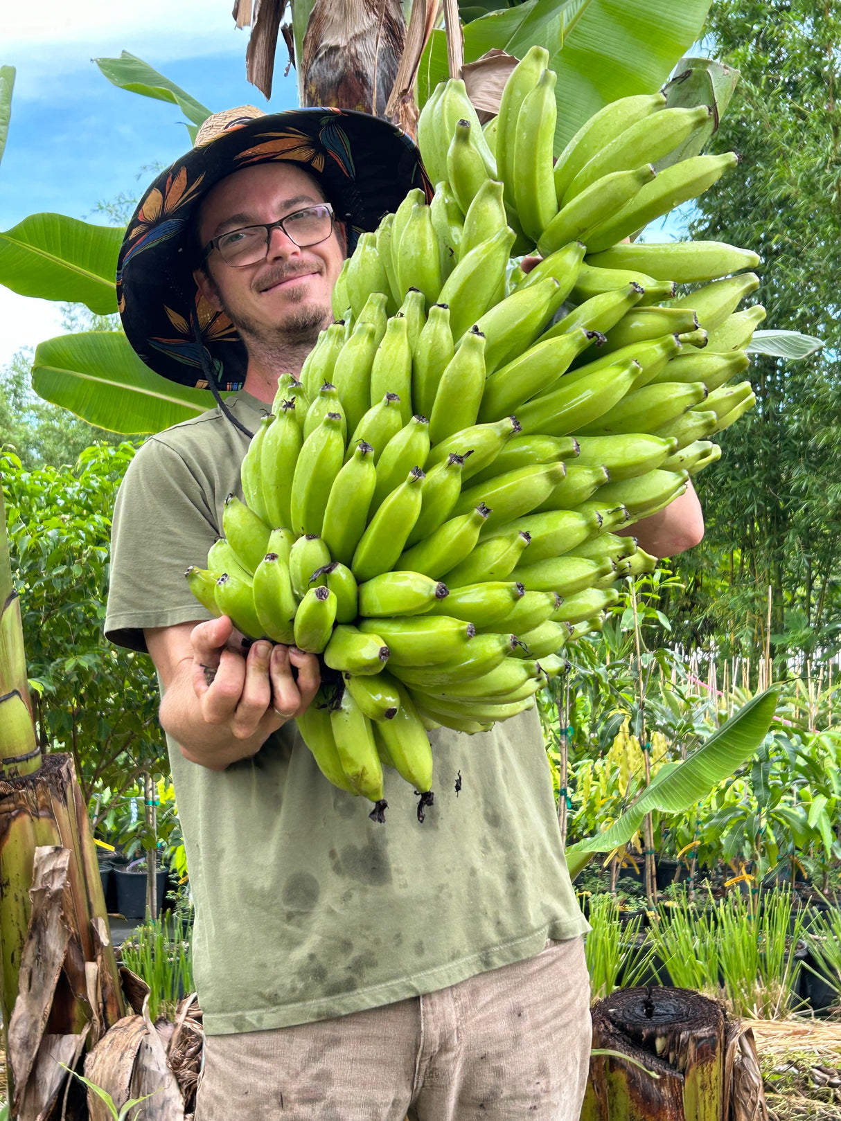 Banana Plant 'Mona Lisa' (FHIA-02)